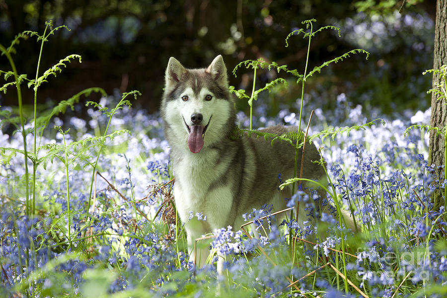 Dog Photograph - Siberian Husky In Bluebells by John Daniels