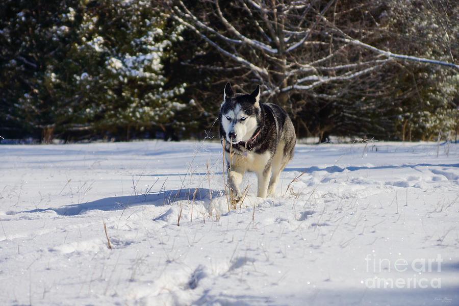 Siberian Husky in the Snow Photograph by Jennifer White
