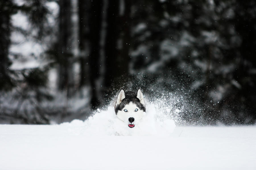 Nature Photograph - Siberian Husky Is Running In The Snow by Adam Kokot