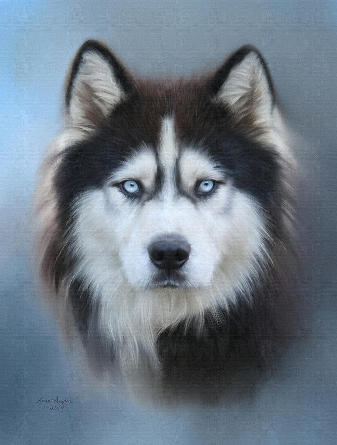 Husky Digital Art - Siberian Husky by Lena Auxier