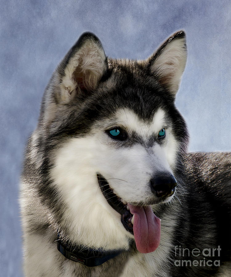 Siberian Husky Photograph by Linsey Williams