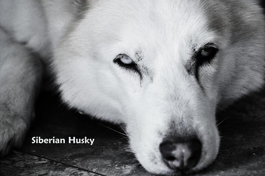 Siberian Husky  Photograph by Lisa  DiFruscio