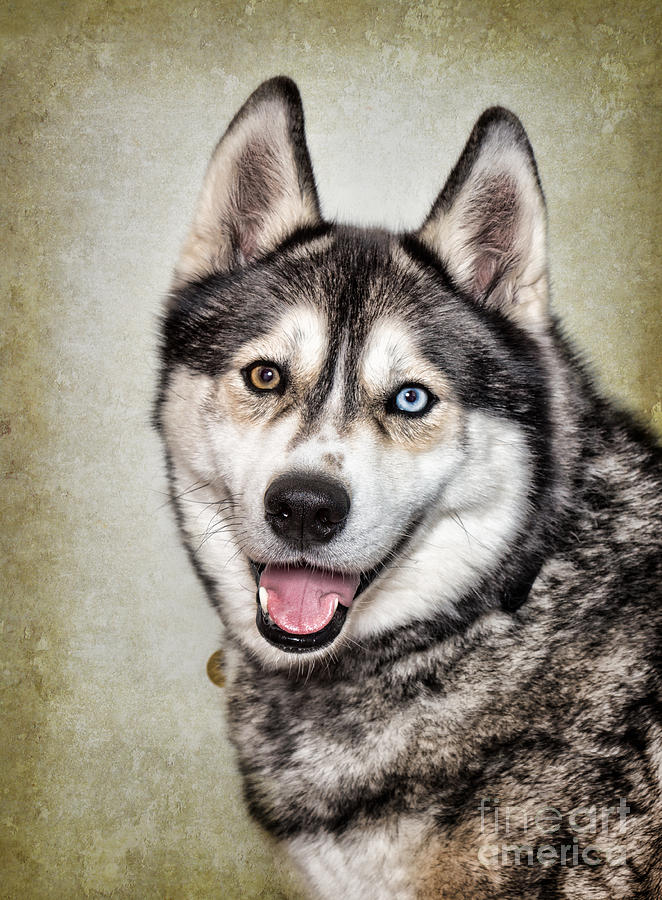 Siberian Husky Photograph by Mimi Ditchie