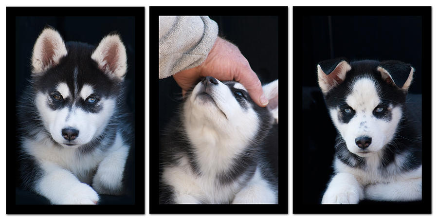 Siberian Husky Puppies Mans Best Friend Photograph by Kathy Clark