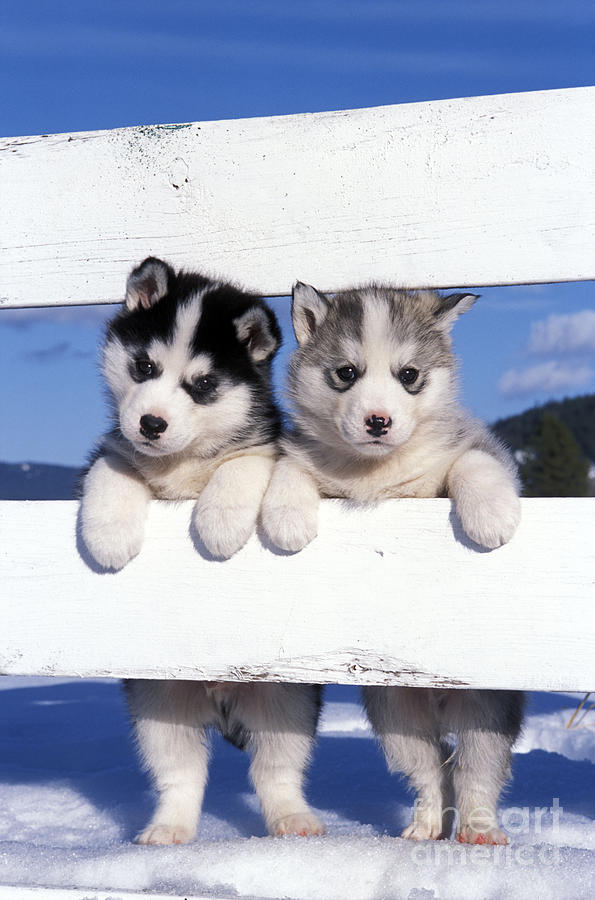 Mammal Photograph - Siberian Husky Puppies by Rolf Kopfle