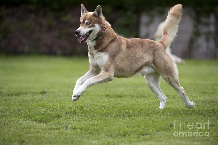 Siberian Husky Running Photograph by John Daniels