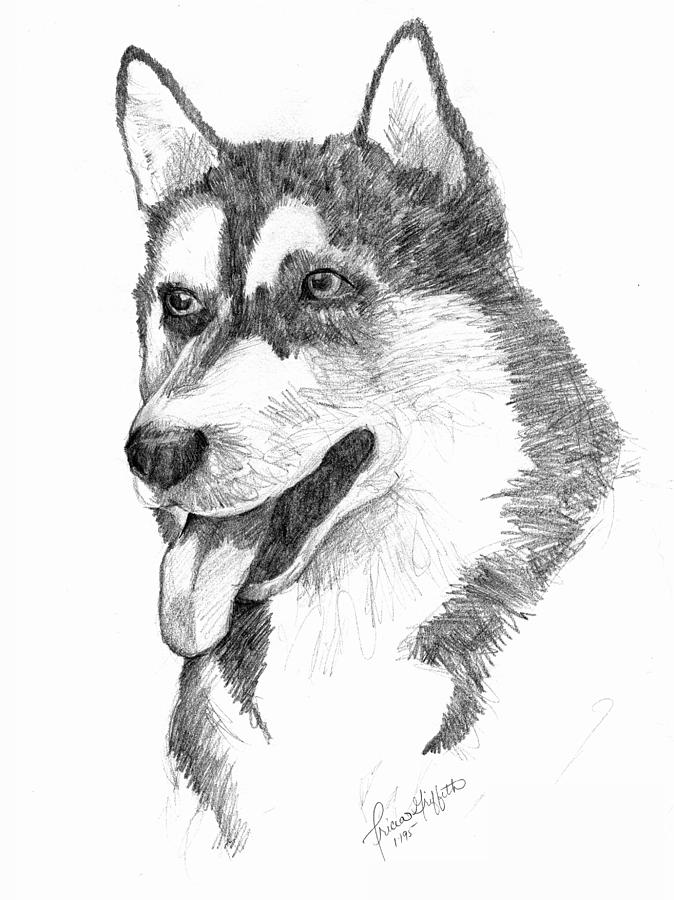 Siberian Husky Drawing by Tricia Griffith