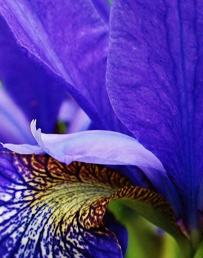 Siberian Iris Abstract Photograph by Bruce Bley