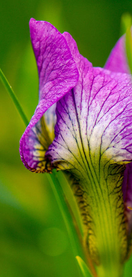 Siberian Iris Bud Photograph by Amy Porter