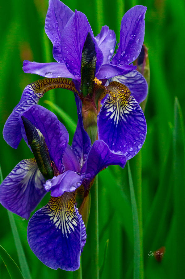 بستان ورد المصــــــــراوية Siberian-iris-eti-reid