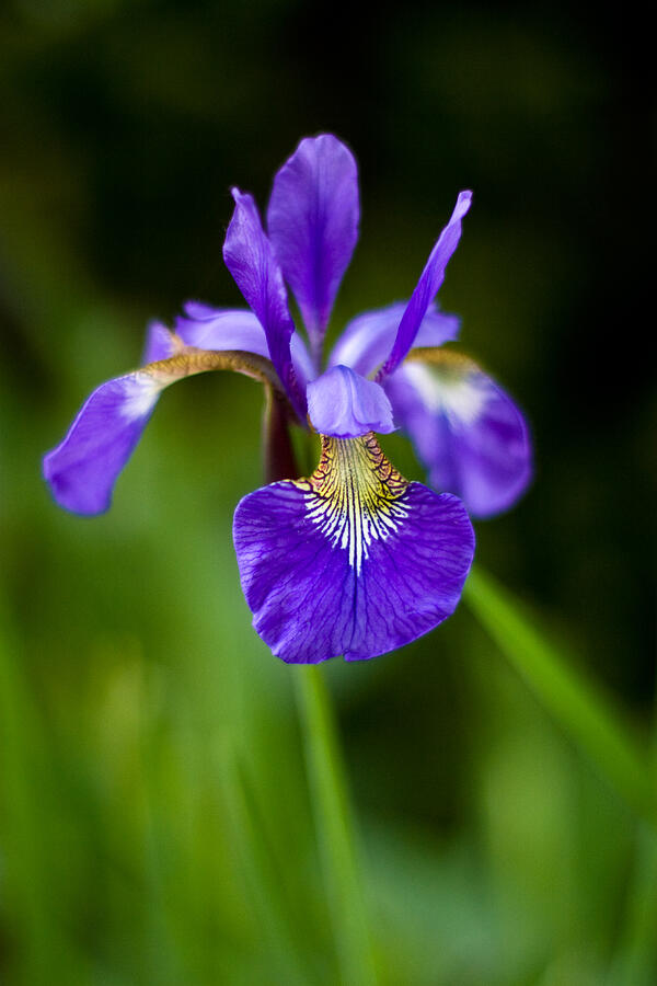 Siberian Iris flower Photograph by Michael Russell