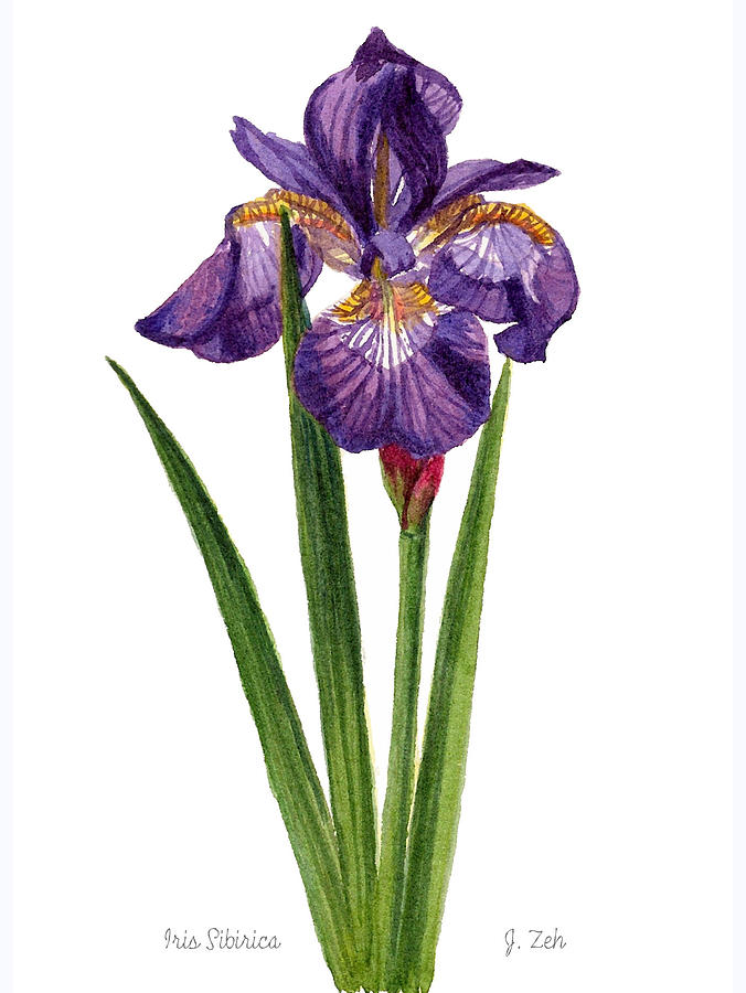 Siberian Iris II - Iris sibirica Painting by Janet Zeh