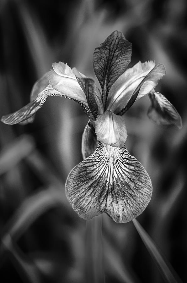 Iris Photograph - Siberian Iris in BW by Jonathan Ramsdell