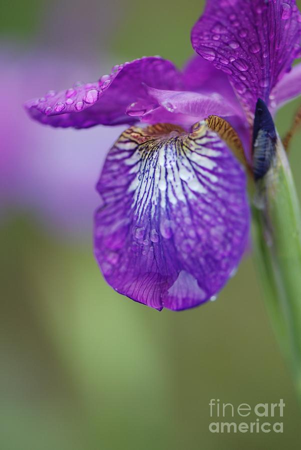 Siberian Iris in the Rain Photograph by Amy Porter