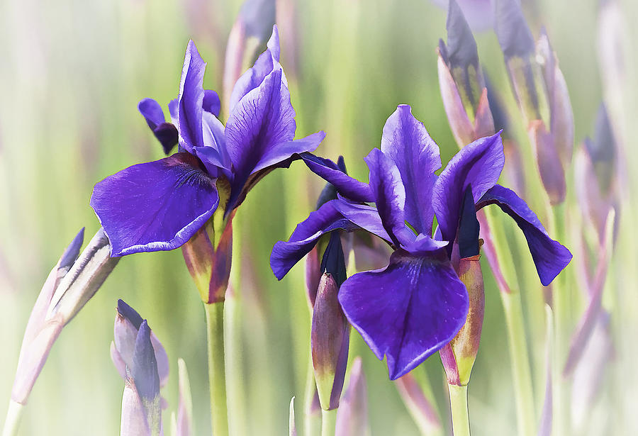 Siberian Iris Photograph by Marcia Colelli