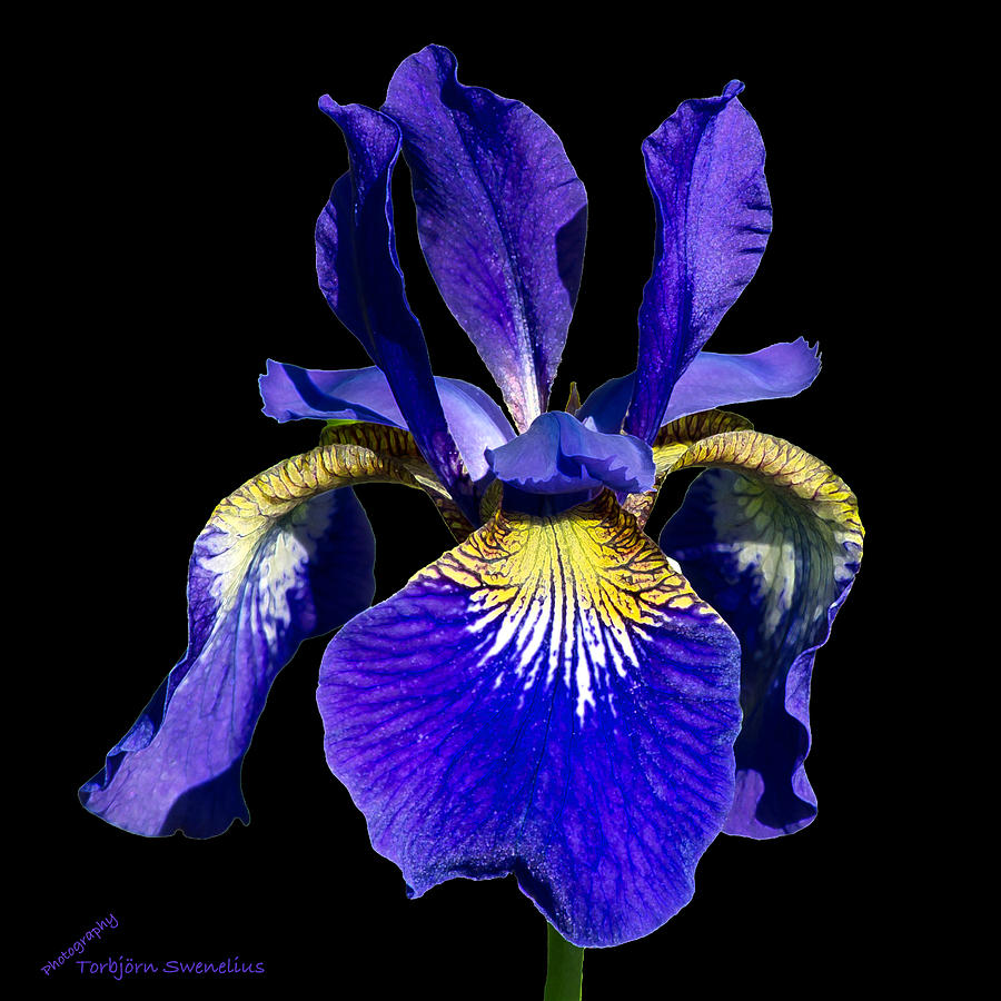 Siberian Iris on black Photograph by Torbjorn Swenelius