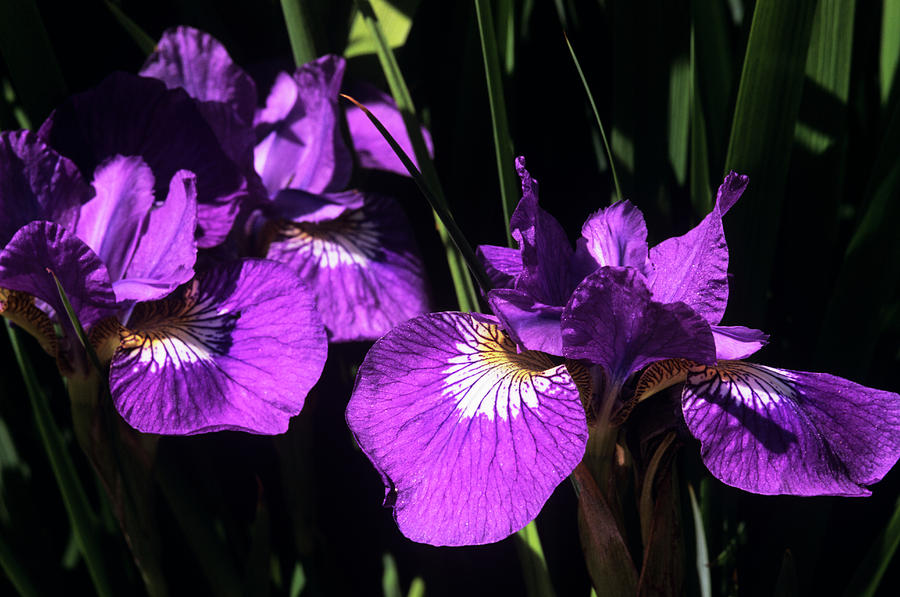 Siberian Iris showdon Photograph by Science Photo Library Siberian Iris showdon Photograph by Science Photo Library