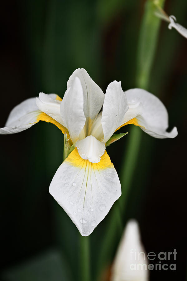 Siberian Iris Photograph by Stephanie Frey