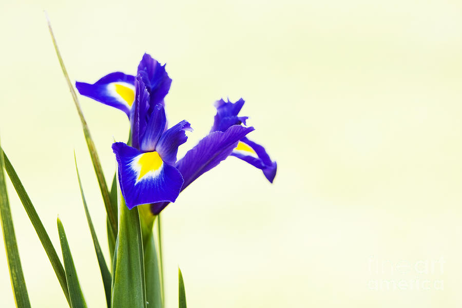 Iris Photograph - Siberian Iris by Tim Gainey