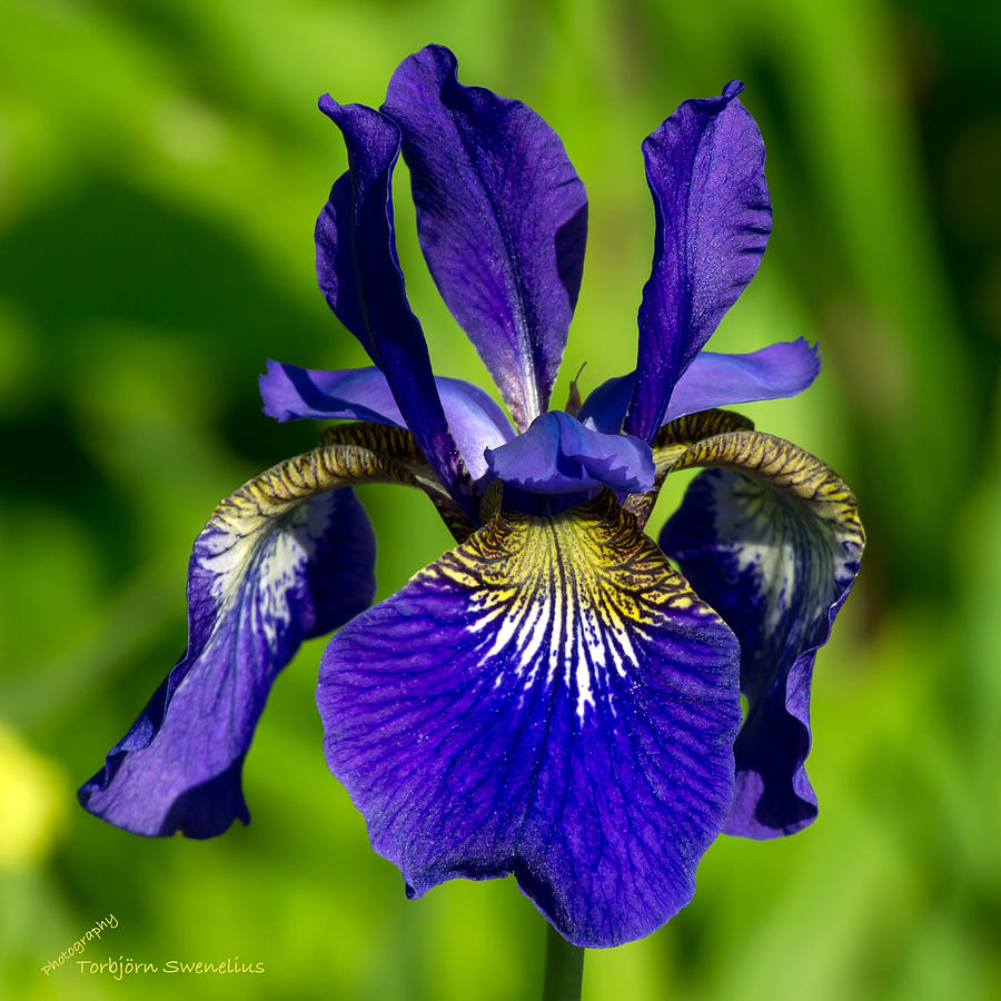 Siberian Iris Photograph by Torbjorn Swenelius