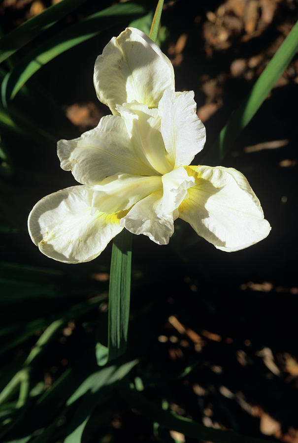 Siberian Iris white Swirl Photograph by Science Photo Library Siberian Iris white Swirl Photograph by Science Photo Library