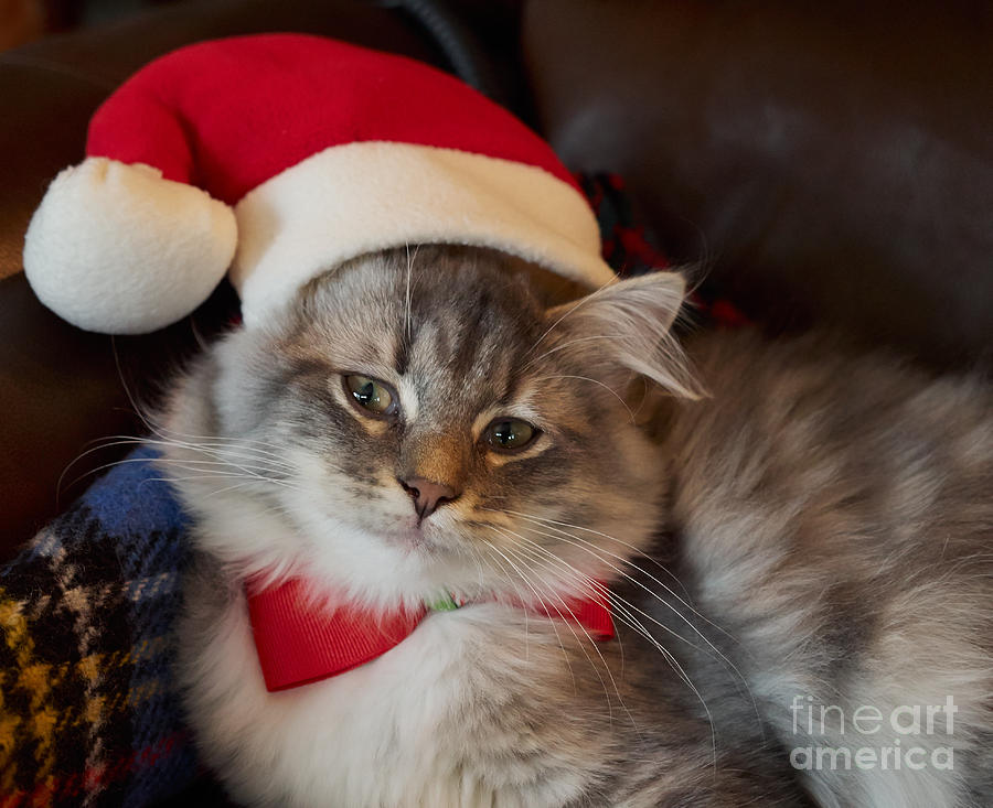 Siberian Kitten at Christmas Photograph by Louise Heusinkveld