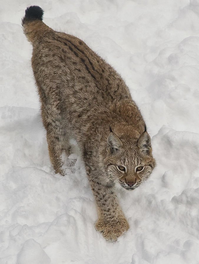 Siberian Lynx Photograph by Wade Aiken