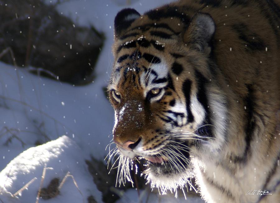 Tiger Photograph - Siberian Snowday by Bill Stephens