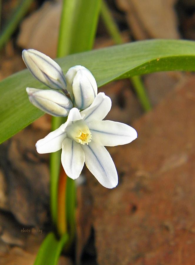 Siberian Squill Bloom Photograph by Chris Berry
