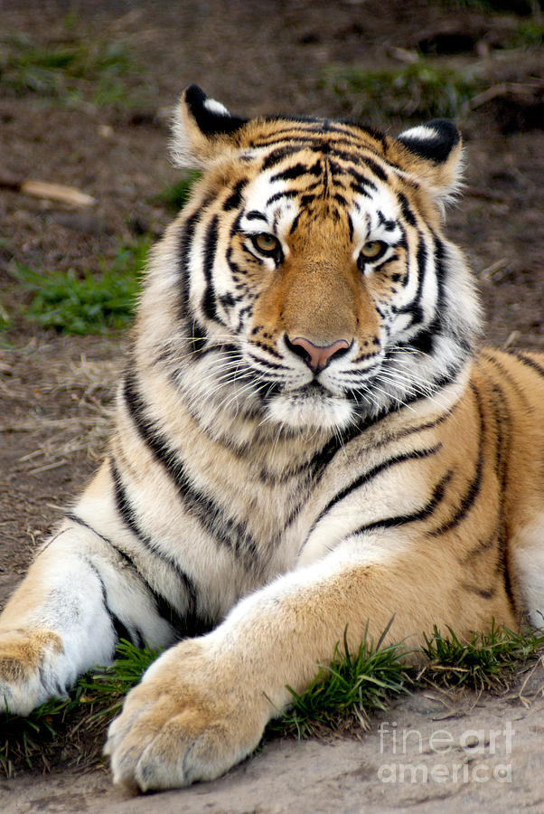 Siberian Tiger Photograph by Anthony Totah