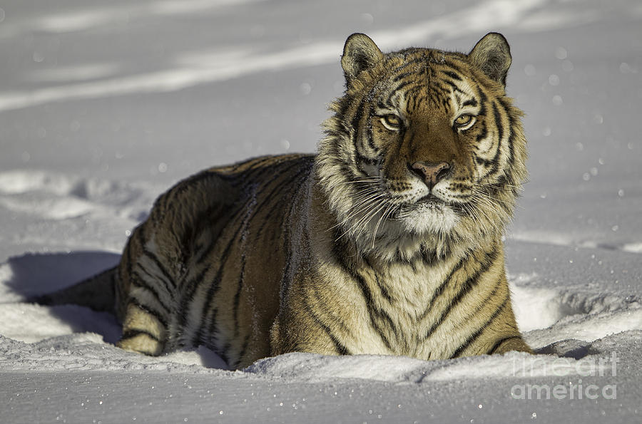 Siberian Tiger at Attention Photograph by Jerry Fornarotto