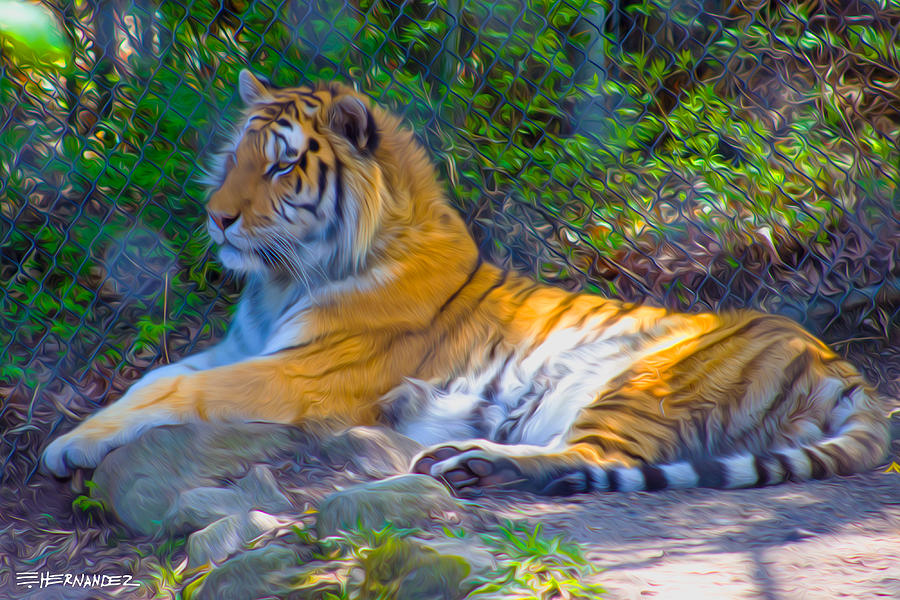 Siberian Tiger At Beardsley Zoo Digital Art
