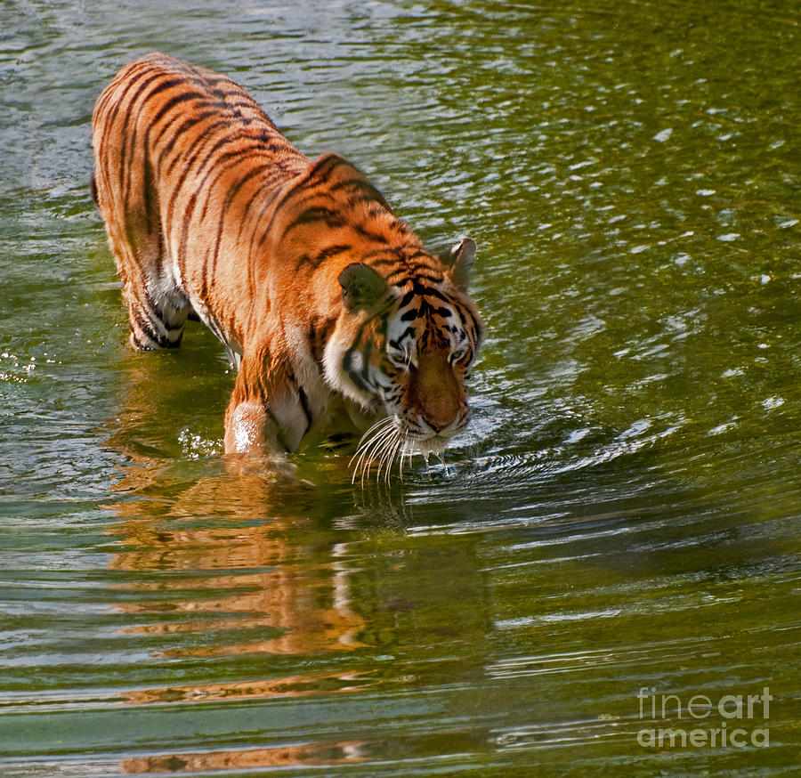 Siberian Tiger Photograph by Bel Menpes