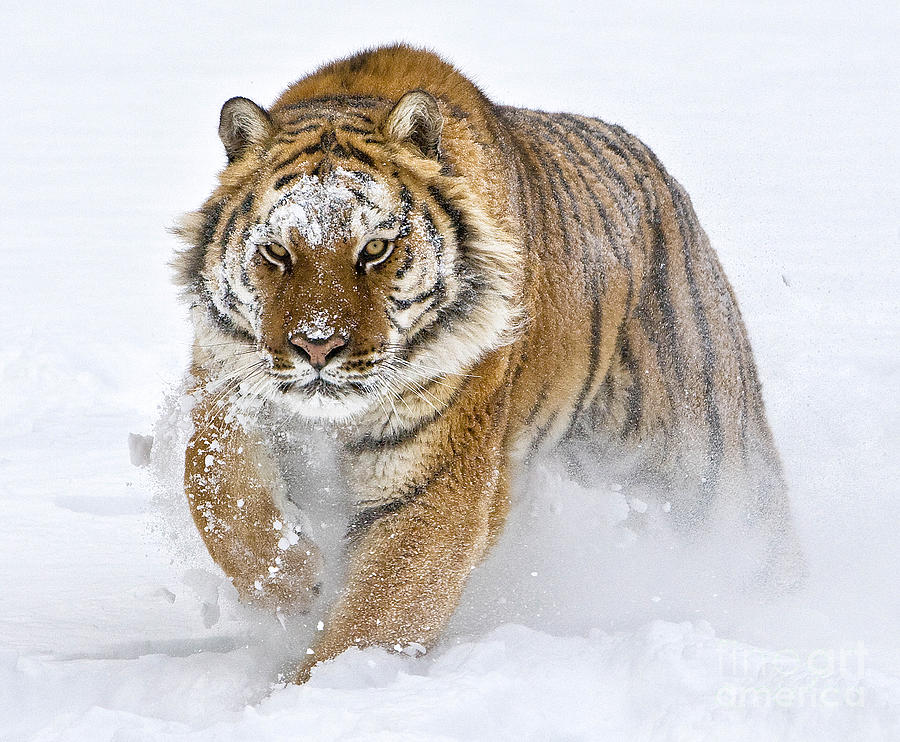 Siberian Tiger Charge Photograph by Jerry Fornarotto