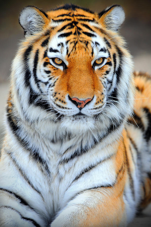 Siberian Tiger Photograph by Clint Buhler