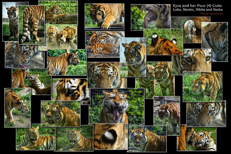 Siberian Tiger Collage Photograph by Thomas Woolworth