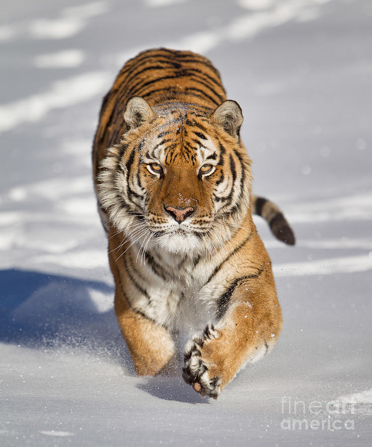 Siberian Tiger coming Forward Photograph by Jerry Fornarotto