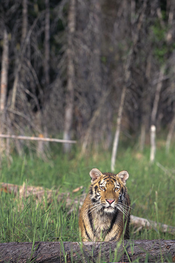 Siberian tiger Photograph by Comstock Images
