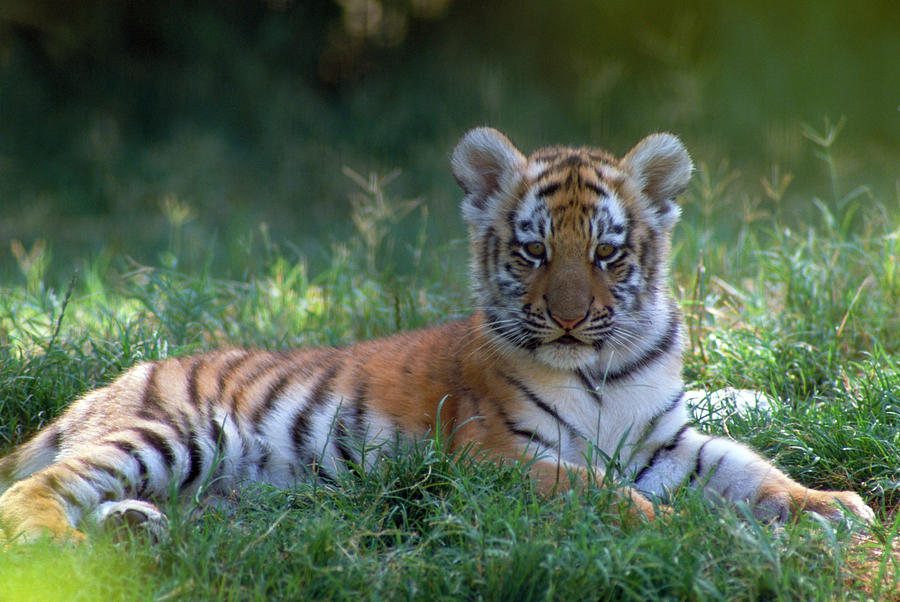 Siberian Tiger Cub Photograph by Craig K. Lorenz