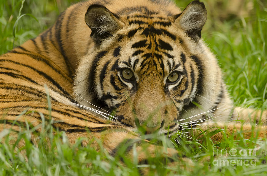 Sumatran Tiger Cub Photograph by Darren Wilkes - Fine Art America