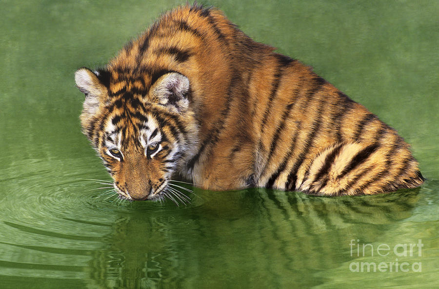 Siberian Tiger Cub in Pond Endangered Species Wildlife Rescue Photograph by Dave Welling