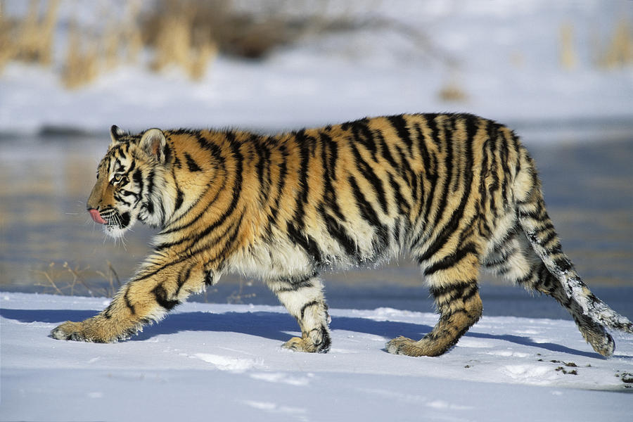 Baby Tiger Cub Is Walking On Rocks Background, Baby Amur Tiger, Hd