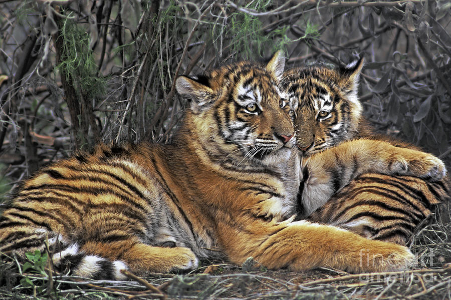 Siberian Tiger Cubs Endangered Species Wildlife Rescue Photograph by Dave Welling