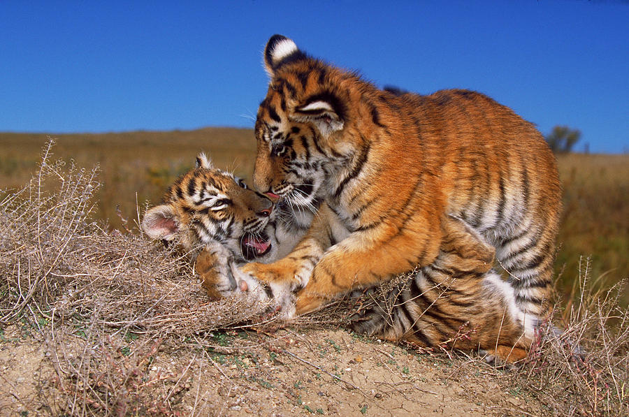 Siberian Tiger Cubs Photograph by George D. Lepp
