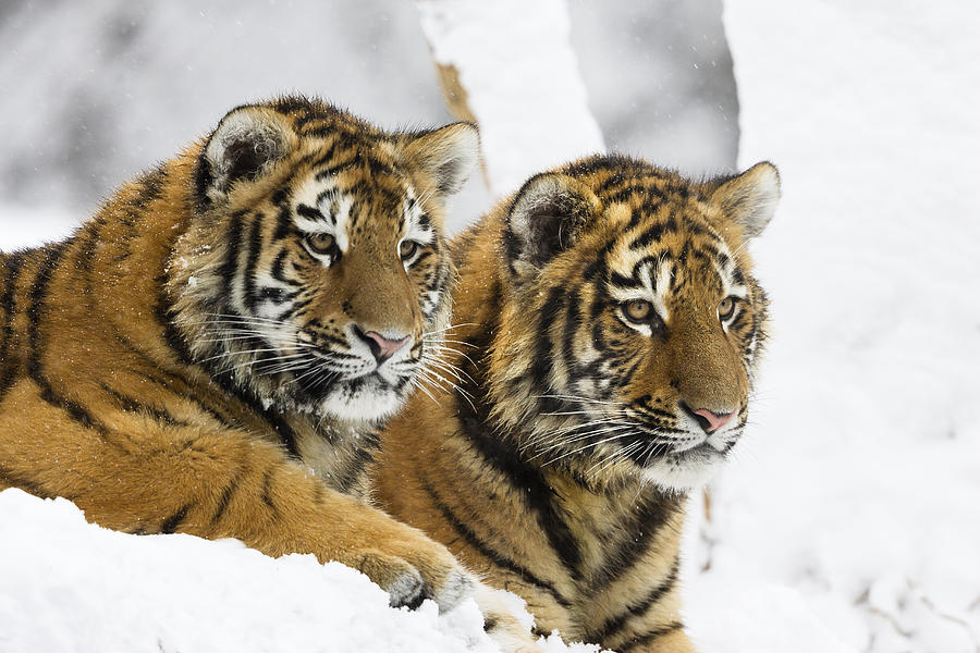 Siberian Tiger Cubs In Snow Photograph by Konrad Wothe