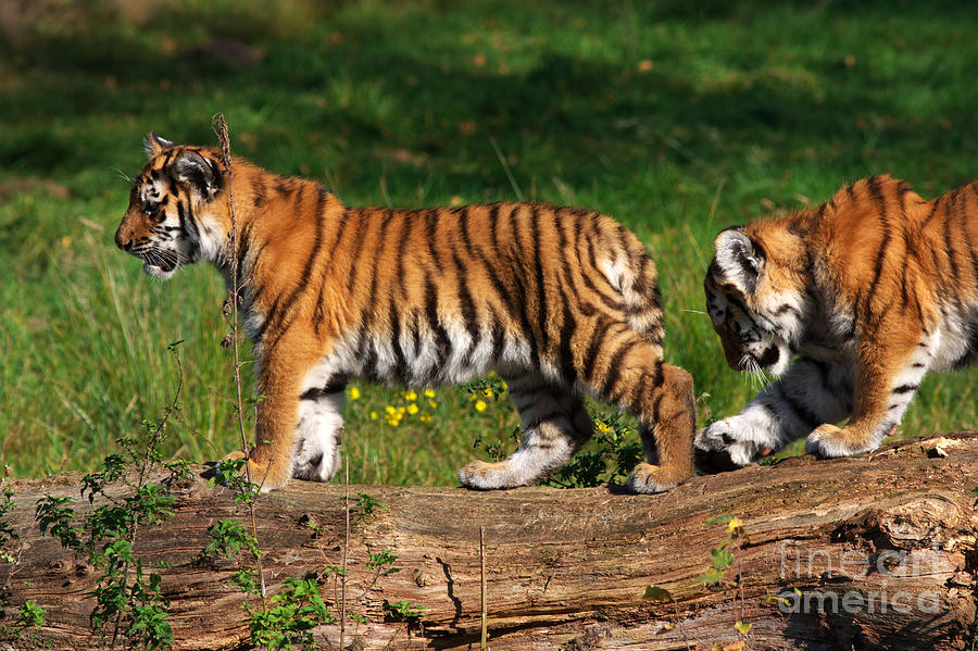 Siberian tiger cubs Photograph by Nick  Biemans