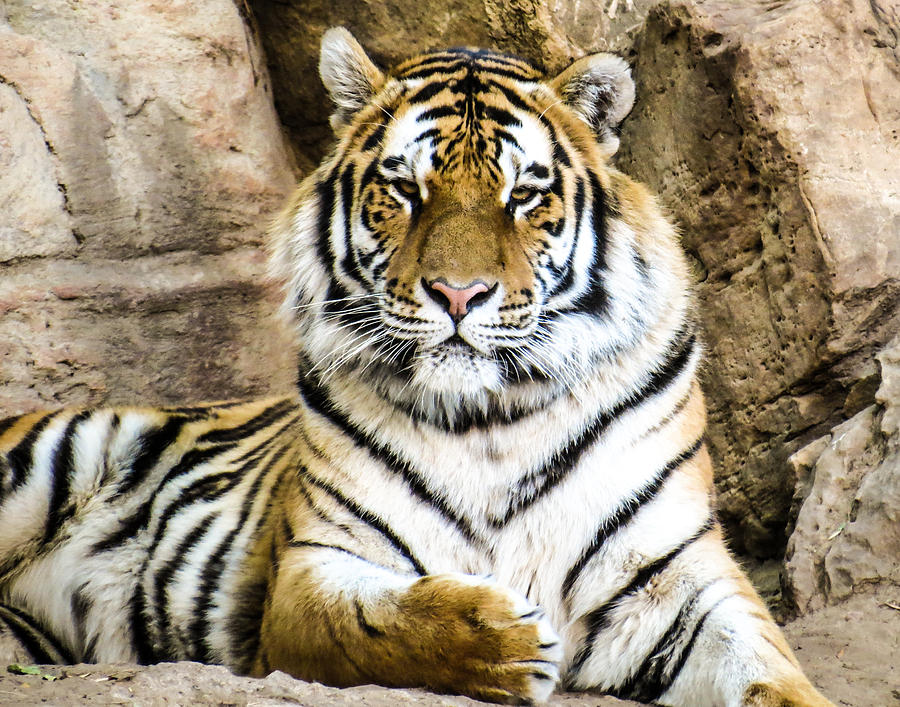 Siberian Tiger Photograph by Dawn Key