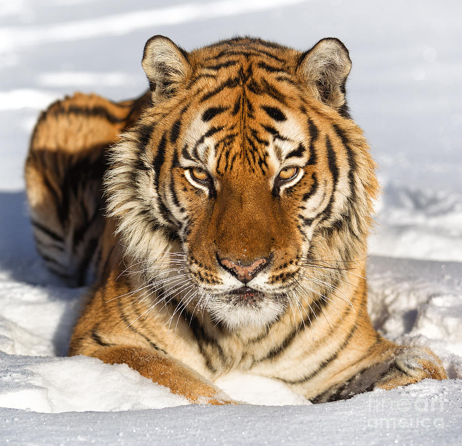 Siberian Tiger Face to Face Photograph by Jerry Fornarotto