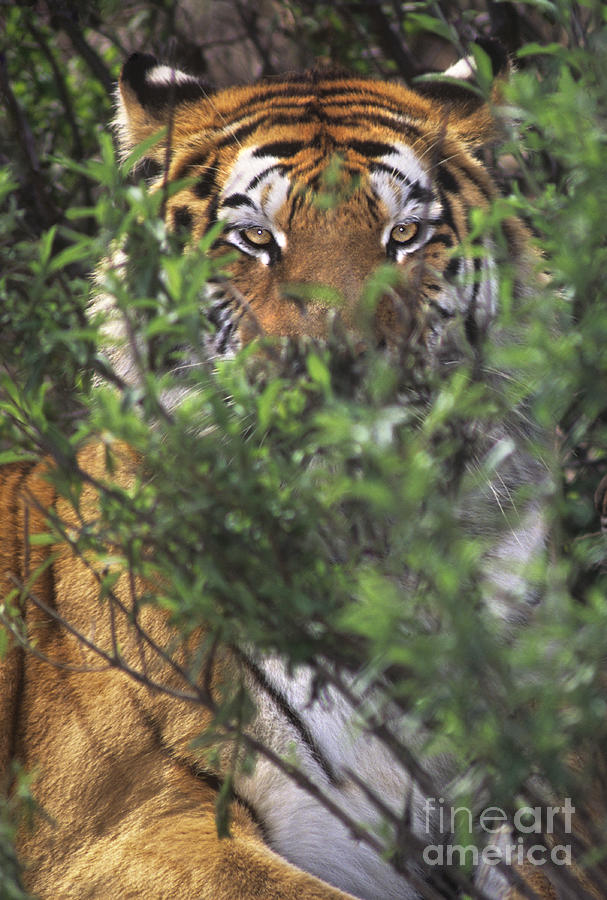 Siberian Tiger in hiding Wildlife Rescue Photograph by Dave Welling
