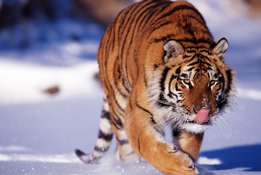 Siberian Tiger In Snow Photograph by Thomas And Pat Leeson